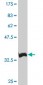 XBP1 Antibody (monoclonal) (M01)
